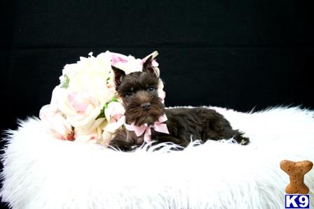 tcuppuppiesforsale5 Picture 1